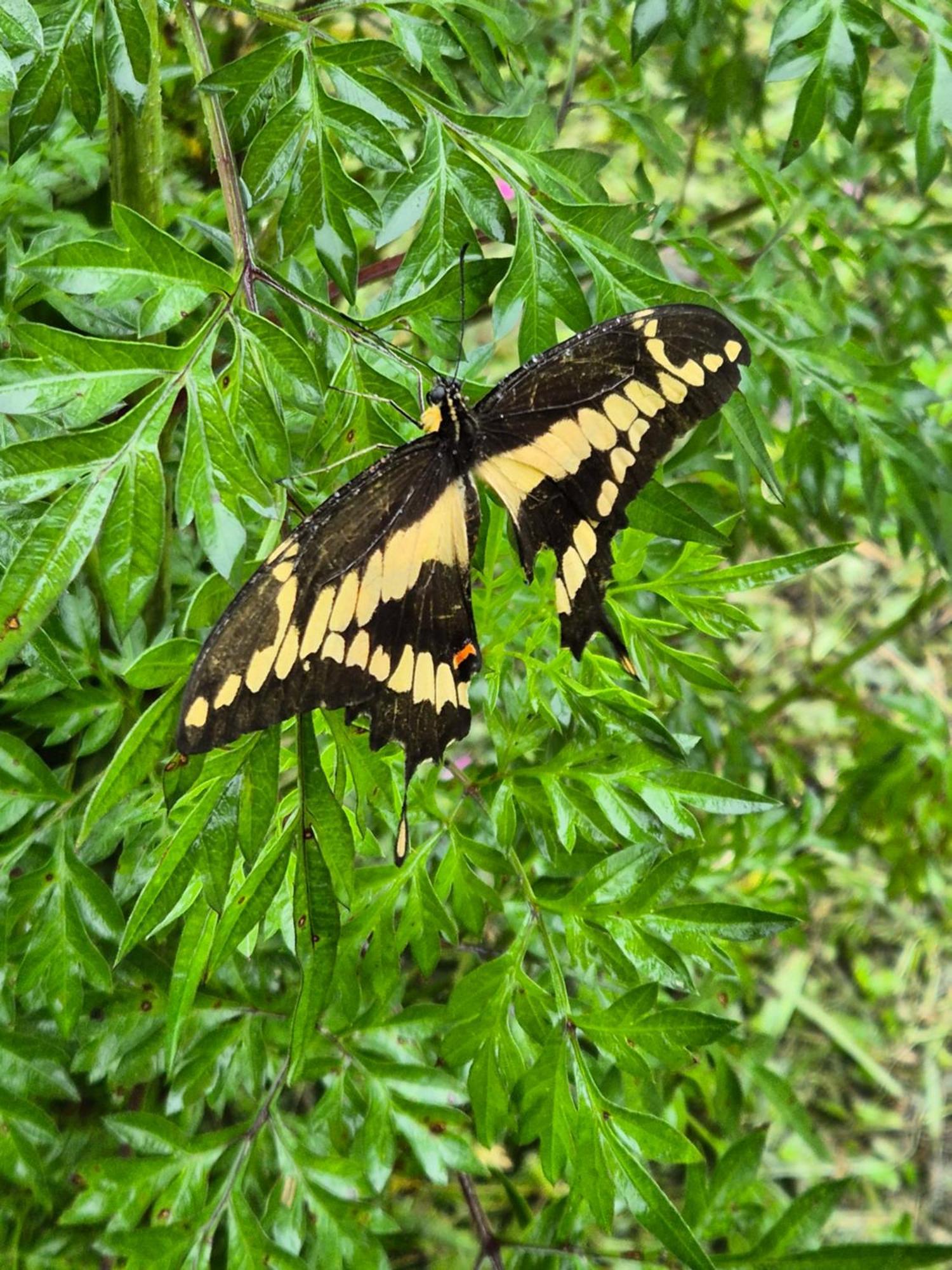 Glamping Monteverde 外观 照片