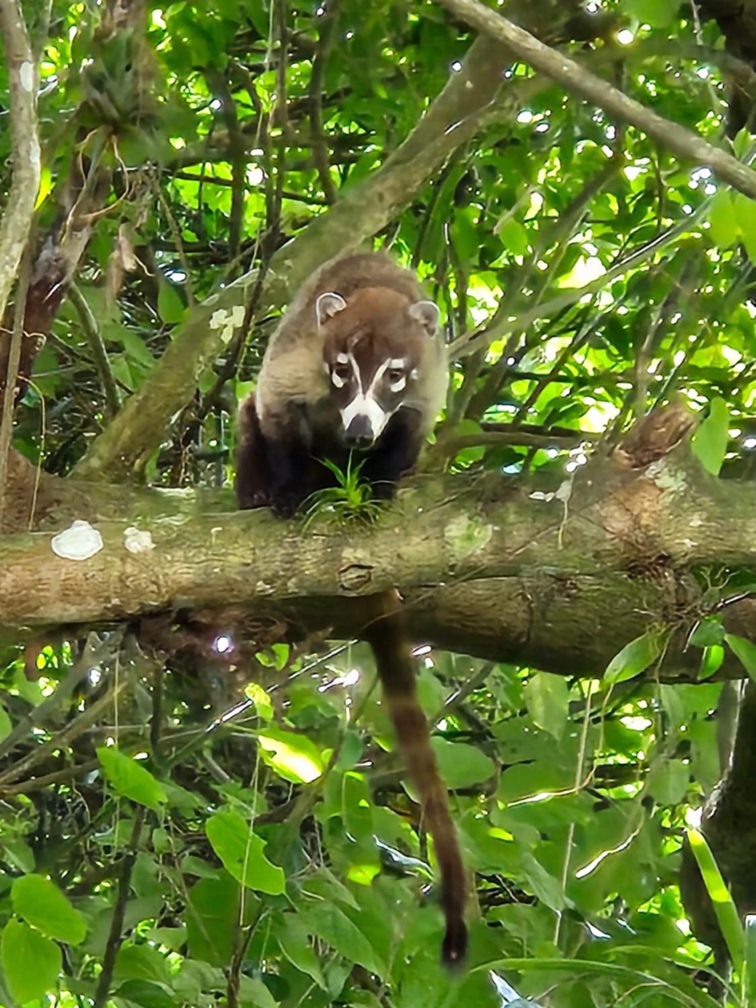 Glamping Monteverde 外观 照片