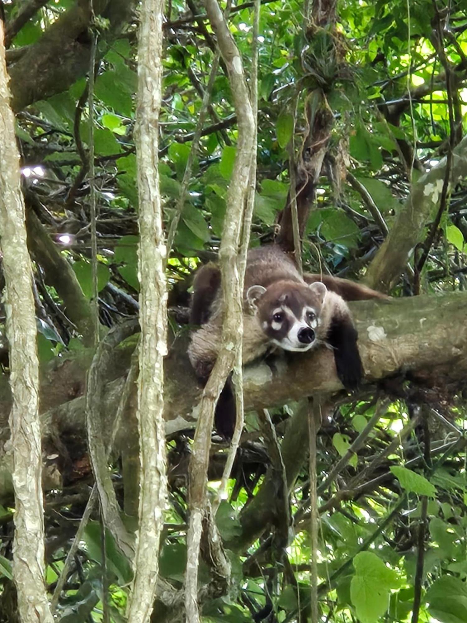 Glamping Monteverde 外观 照片