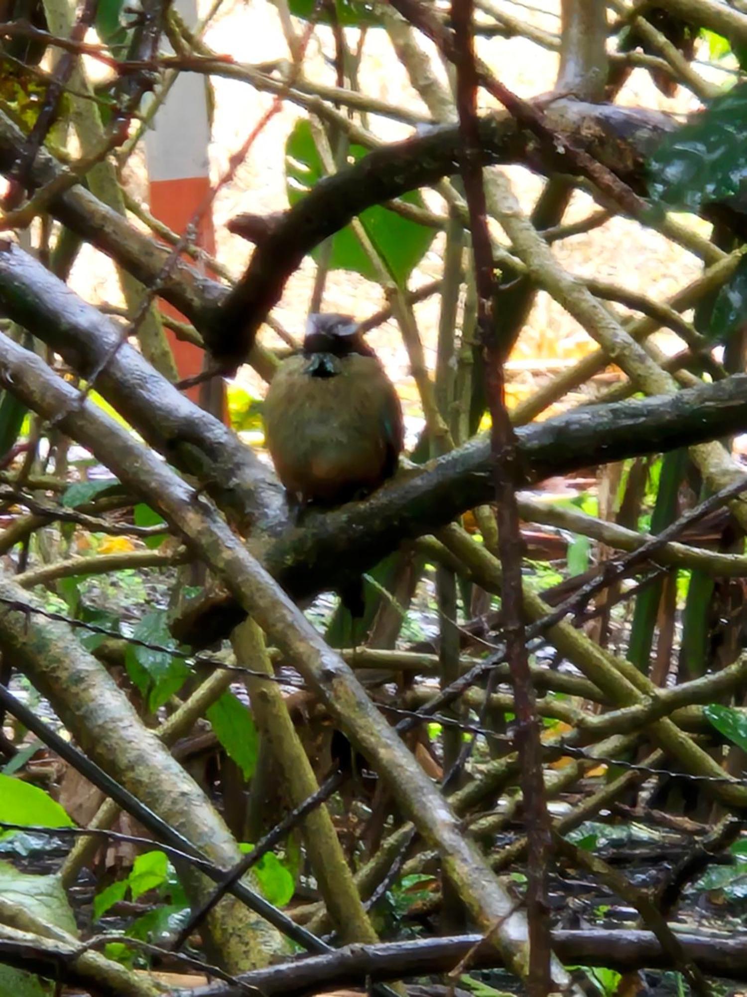 Glamping Monteverde 外观 照片